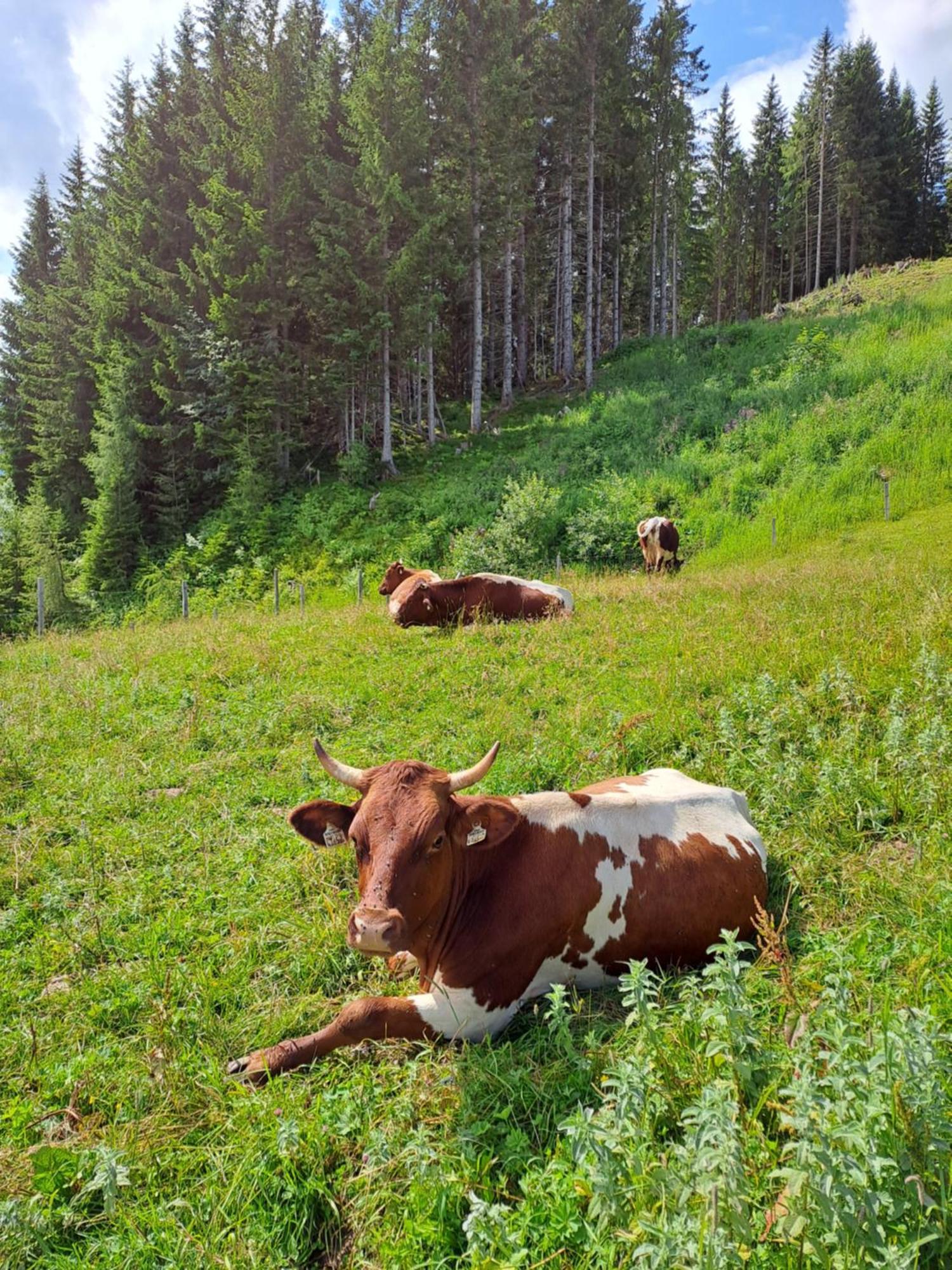 Berggasthof Hoellenstein Wagrain Buitenkant foto